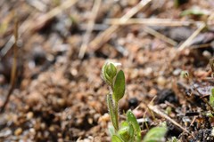 Plagiobothrys torreyi