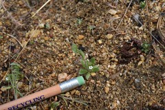 Plagiobothrys torreyi