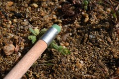 Plagiobothrys torreyi