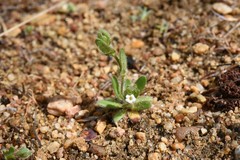 Plagiobothrys torreyi