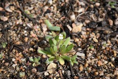 Plagiobothrys torreyi