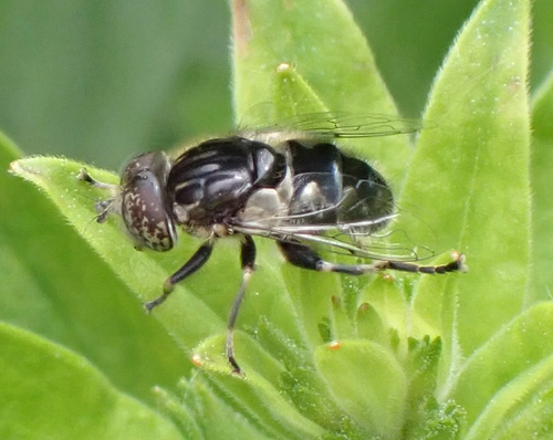 Small Spotty-eyed Drone Fly, Graafland, Groot-Ammers, South Holland, NL, photo 7 of 10