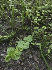 Clinopodium brownei
