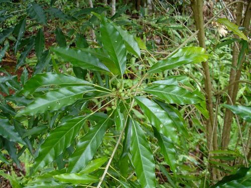 Claoxylon insulanum observed 2006-11-19