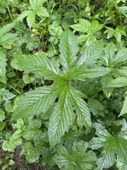 Filipendula digitata