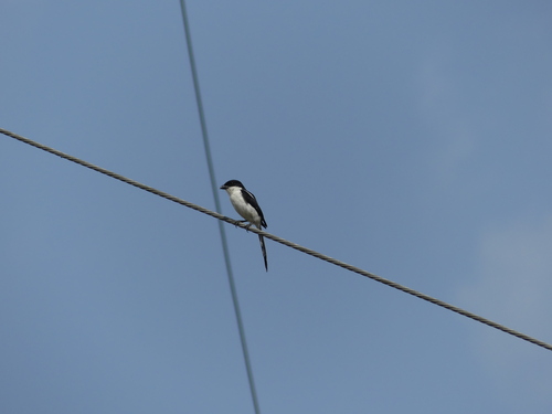 Northern Fiscal