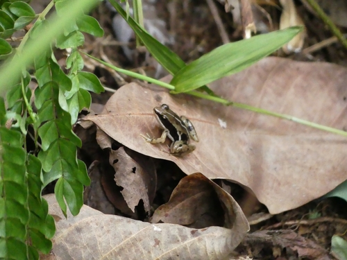 Macenta river frog