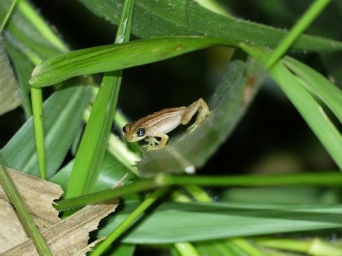 Banded Banana Frog
