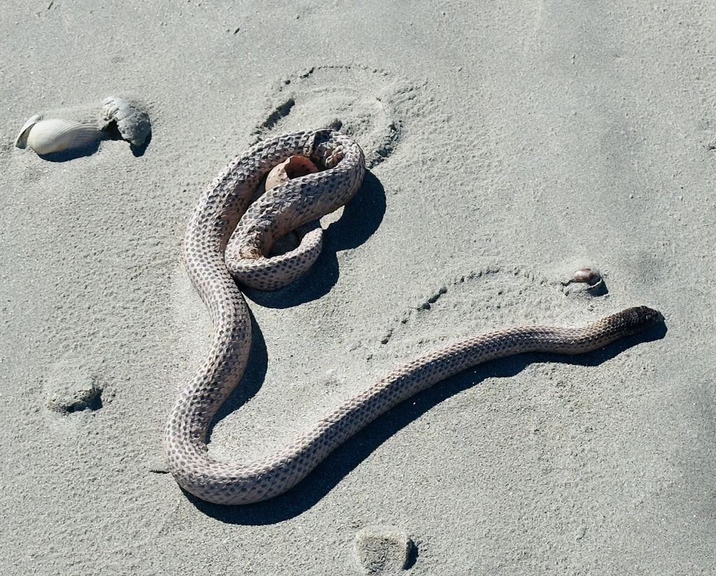 Arafura Sea Snake