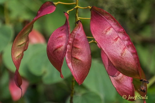 Caesalpinia enneaphylla