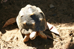 Astrochelys radiata
