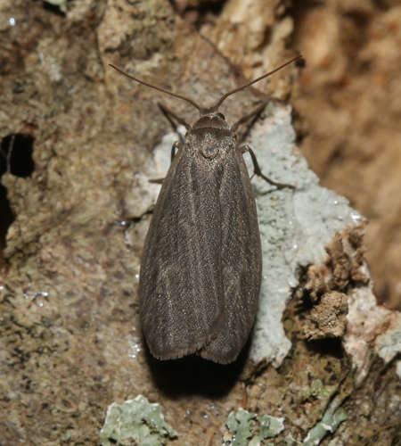 Crambidia uniformis Dyar, 1898