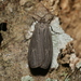 Uniform Lichen Moth - Photo (c) David George, some rights reserved (CC BY), uploaded by David George