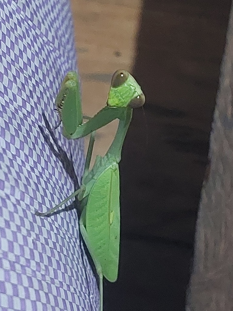 Giant Asian Mantises from Tapanuli Selatan, ID-SU, ID on May 31, 2024 ...