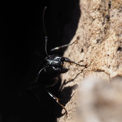 Camponotus vagus