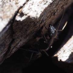 Camponotus vagus