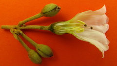 Bonamia agrostopolis