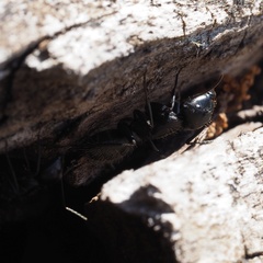 Camponotus vagus