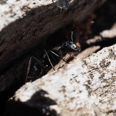Camponotus vagus