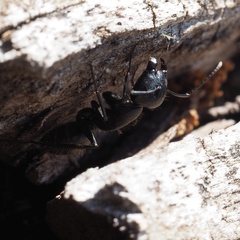 Camponotus vagus