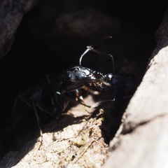 Camponotus vagus