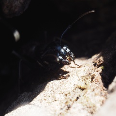 Camponotus vagus