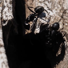 Camponotus vagus