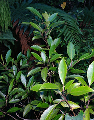 Raukaua simplex simplex