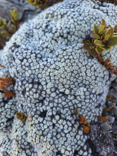 Image of Raoulia eximia by (c) Oscar Dove, some rights reserved (CC BY)