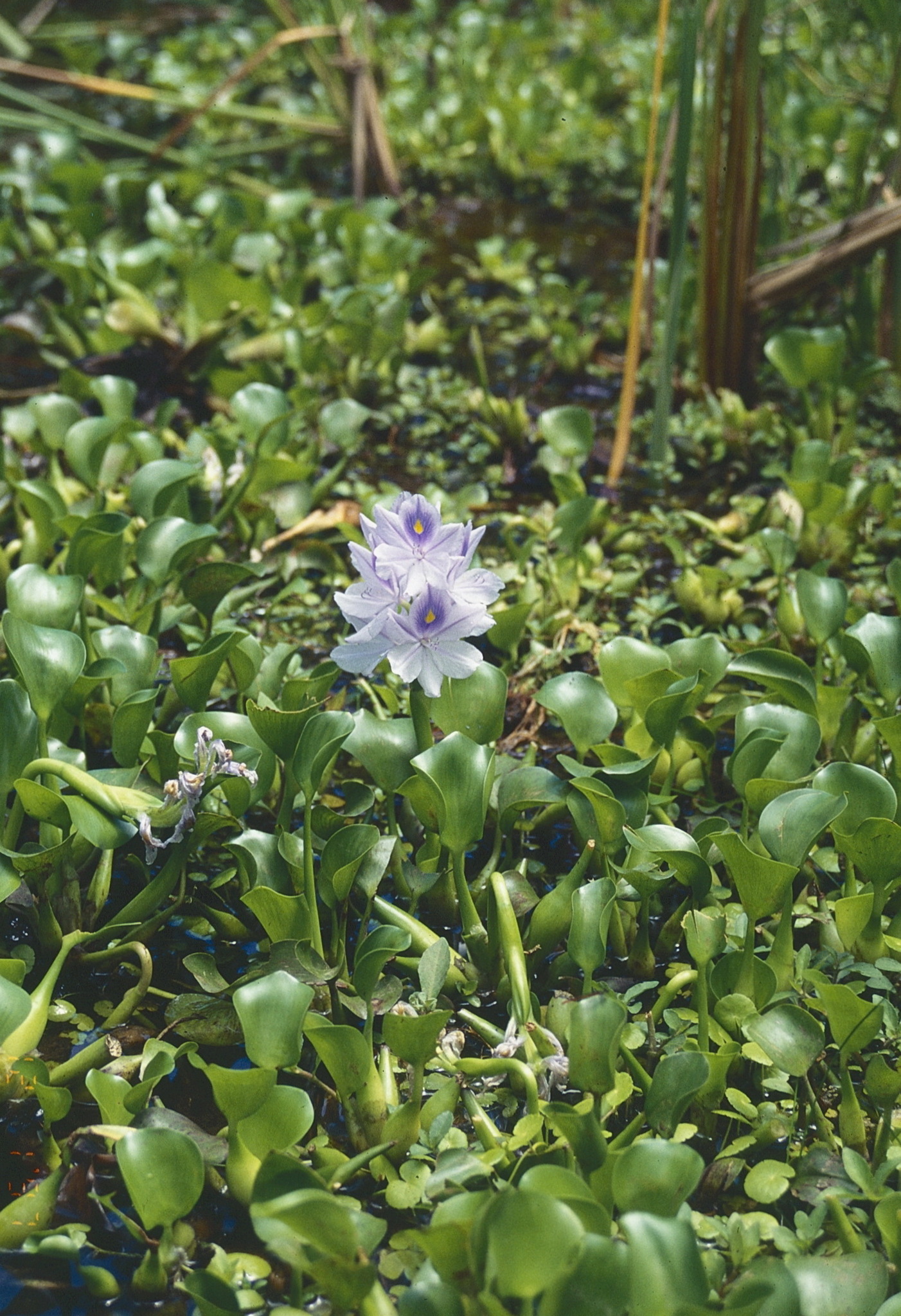 Pontederia crassipes