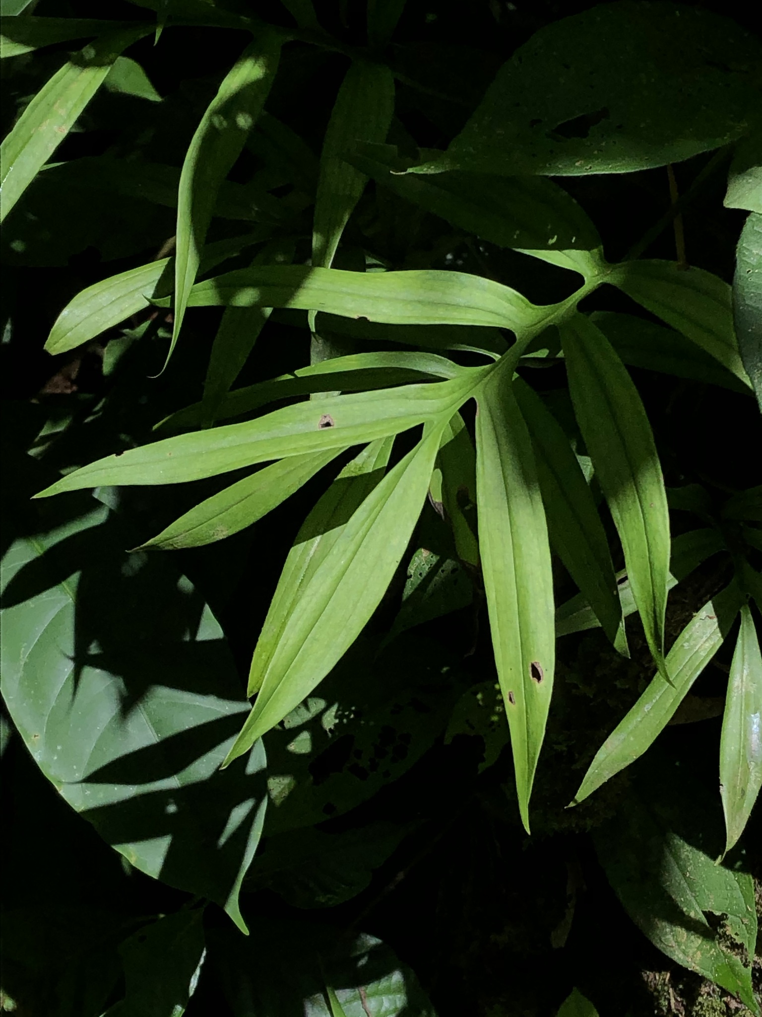 Monstera subpinnata