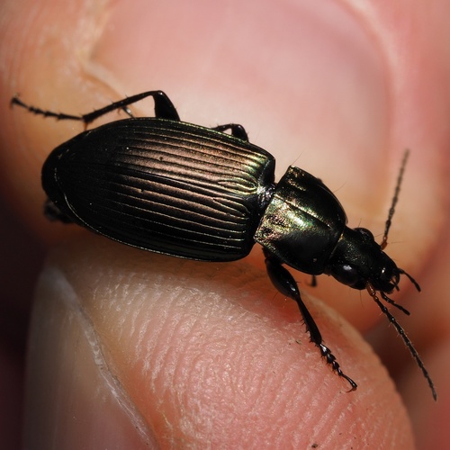 utekáčik medený (Poecilus cupreus)