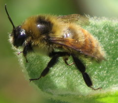 Bombus rufocinctus