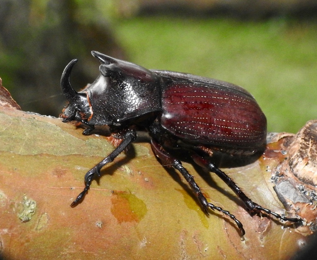Coelosis biloba