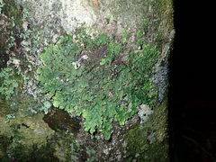 Pseudocyphellaria montagnei
