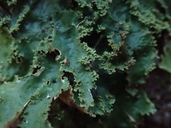 Pseudocyphellaria montagnei
