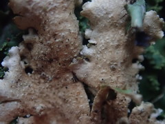 Pseudocyphellaria montagnei