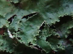 Pseudocyphellaria montagnei