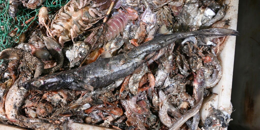 Shorttail lanternshark (Etmopterus brachyurus) — Etmopteridae