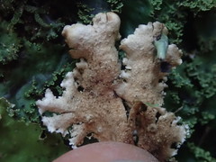 Pseudocyphellaria montagnei
