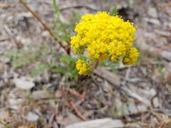 Cymopterus terebinthinus californicus