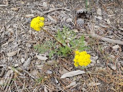 Cymopterus terebinthinus californicus