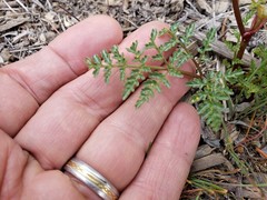 Cymopterus terebinthinus californicus