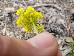 Cymopterus terebinthinus californicus