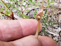 Cymopterus terebinthinus californicus