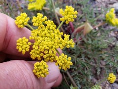 Cymopterus terebinthinus californicus