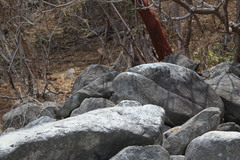 Notocitellus annulatus