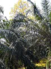 Handroanthus guayacan