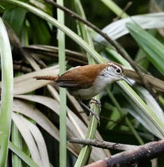 Rufous-And-White Wren photo 1