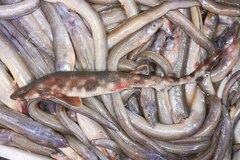 Cloudy Catshark photo 2
